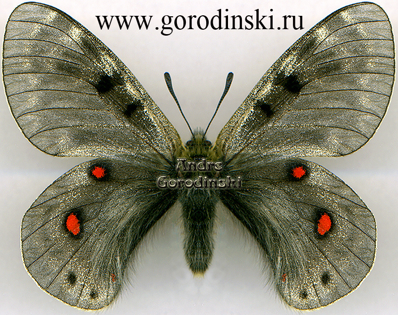 http://www.gorodinski.ru/papilionidae/Parnassius delphius albulus f.styx.jpg